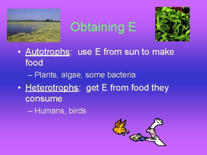 Obtaining E • Autotrophs: use E from sun to make food – Plants, algae,