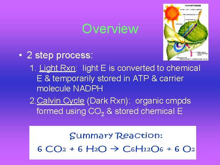 Overview • 2 step process: 1. Light Rxn: light E is converted to chemical