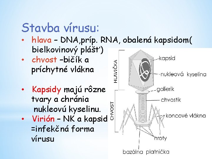Stavba vírusu: • hlava – DNA, príp. RNA, obalená kapsidom( bielkovinový plášť) • chvost