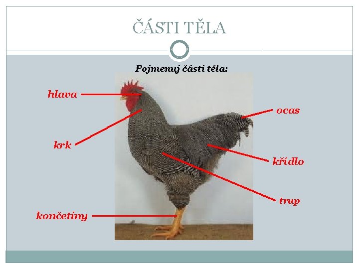 ČÁSTI TĚLA Pojmenuj části těla: hlava ocas krk křídlo trup končetiny 