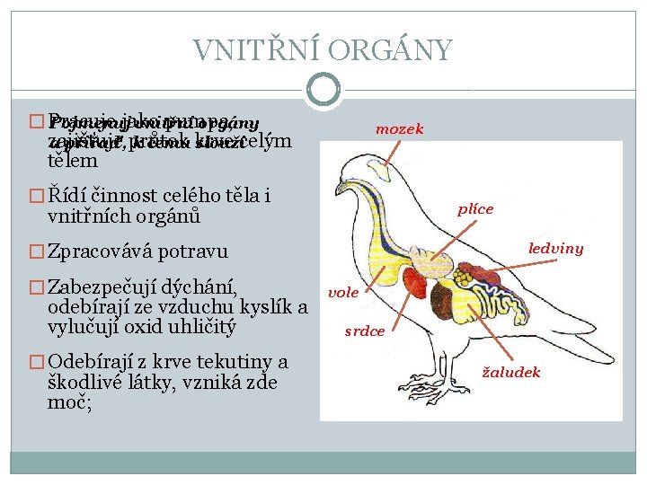 VNITŘNÍ ORGÁNY � Pracuje jako pumpa, Pojmenuj vnitřní orgány mozek zajišťuje a přiřaď, průtok