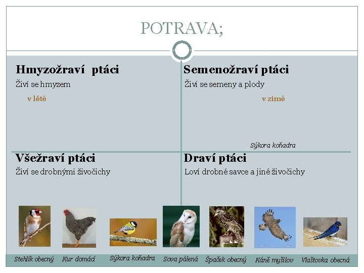 POTRAVA; Hmyzožraví ptáci Semenožraví ptáci Živí se hmyzem Živí se semeny a plody v