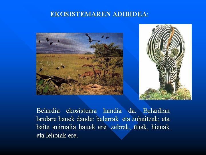 EKOSISTEMAREN ADIBIDEA: Belardia ekosistema handia da. Belardian landare hauek daude: belarrak eta zuhaitzak; eta