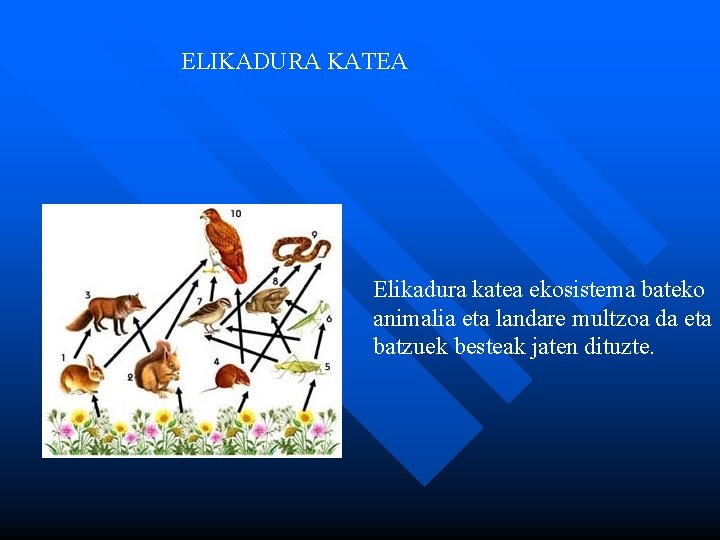 ELIKADURA KATEA Elikadura katea ekosistema bateko animalia eta landare multzoa da eta batzuek besteak