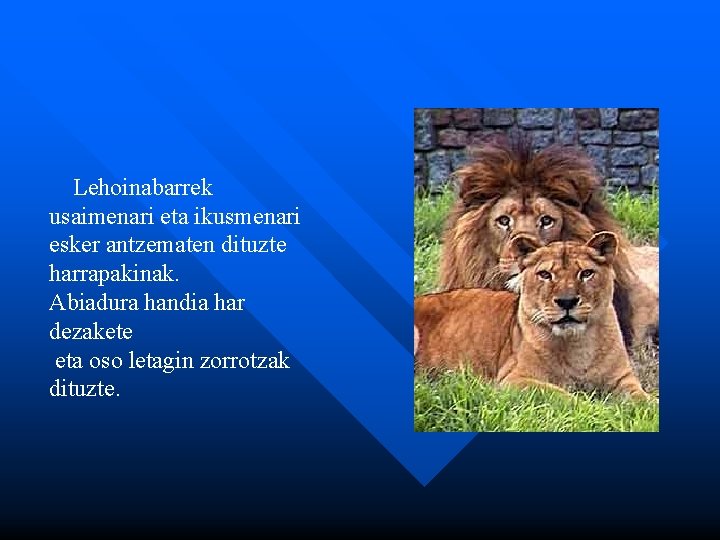 Lehoinabarrek usaimenari eta ikusmenari esker antzematen dituzte harrapakinak. Abiadura handia har dezakete eta oso