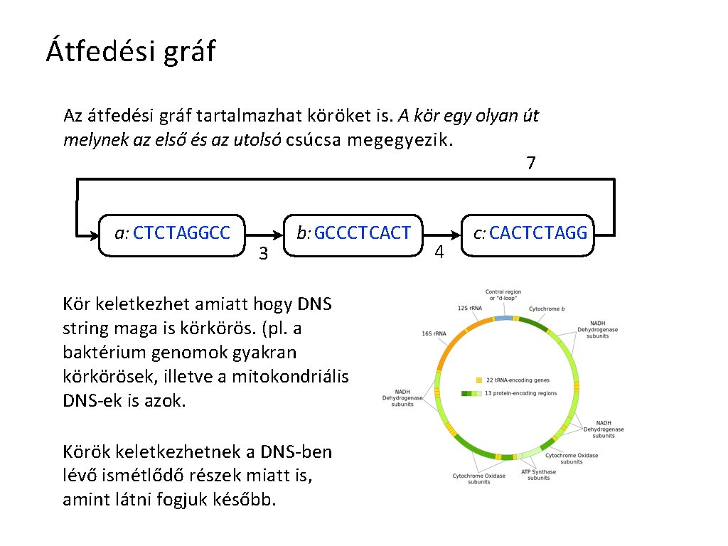 Átfedési gráf Az átfedési gráf tartalmazhat köröket is. A kör egy olyan út melynek