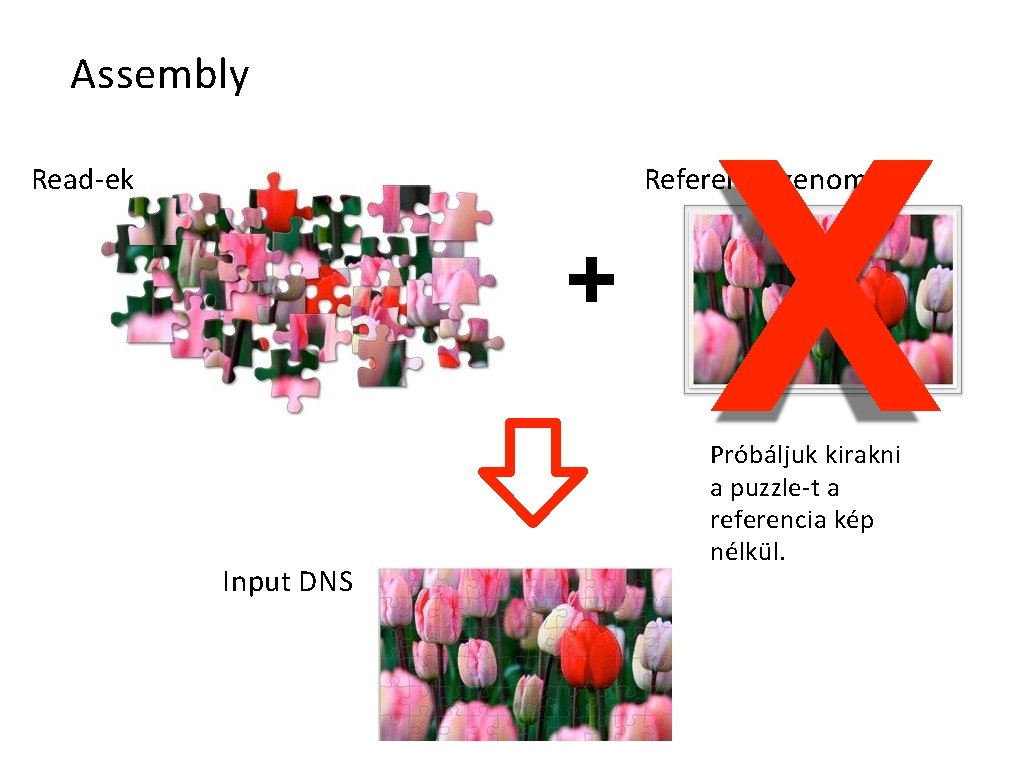 Assembly Read-ek X Reference genome + Input DNS Próbáljuk kirakni a puzzle-t a referencia