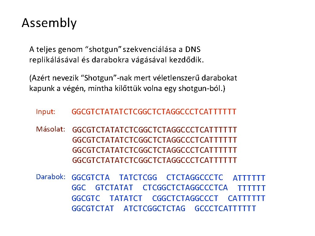 Assembly A teljes genom “shotgun” szekvenciálása a DNS replikálásával és darabokra vágásával kezdődik. (Azért