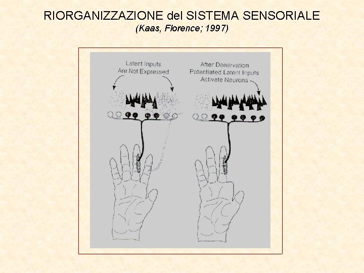 RIORGANIZZAZIONE del SISTEMA SENSORIALE (Kaas, Florence; 1997) 