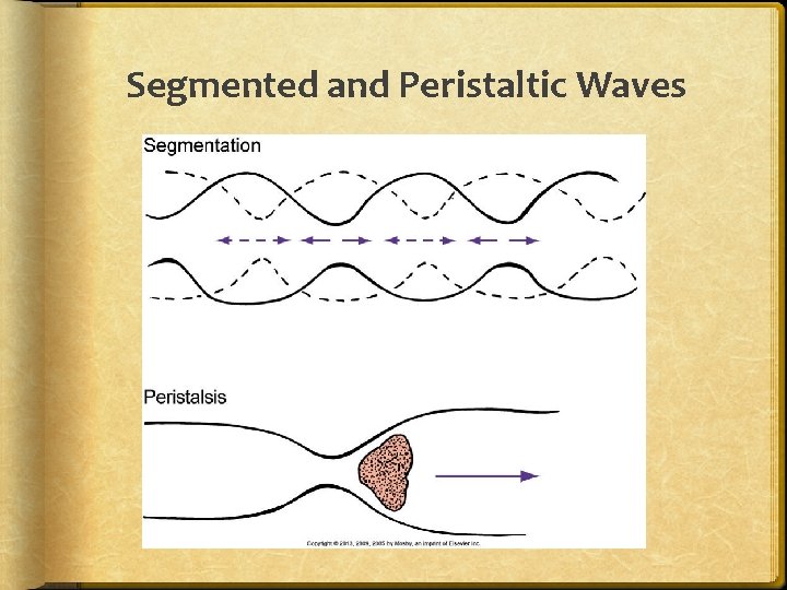 Segmented and Peristaltic Waves 