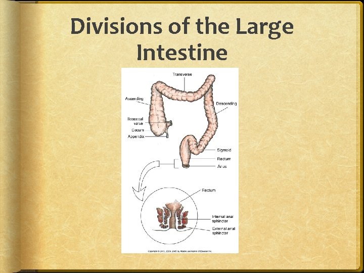 Divisions of the Large Intestine 