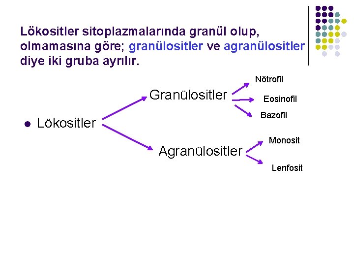 Lökositler sitoplazmalarında granül olup, olmamasına göre; granülositler ve agranülositler diye iki gruba ayrılır. Nötrofil