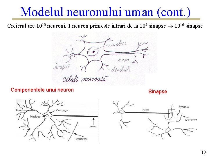 Modelul neuronului uman (cont. ) Creierul are 1010 neuroni. 1 neuron primeste intrari de