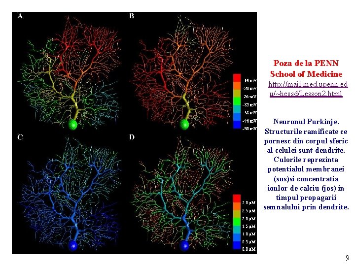 Poza de la PENN School of Medicine http: //mail. med. upenn. ed u/~hessd/Lesson 2.