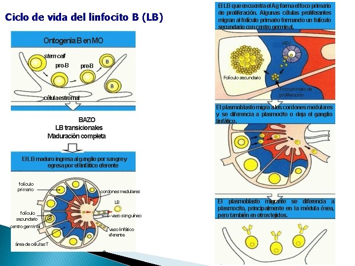 Ciclo de vida del linfocito B (LB) El LB que encuentra el Ag forma