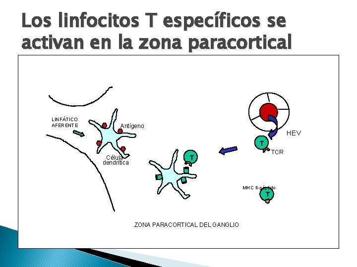 Los linfocitos T específicos se activan en la zona paracortical LINFÁTICO AFERENTE Antígeno HEV