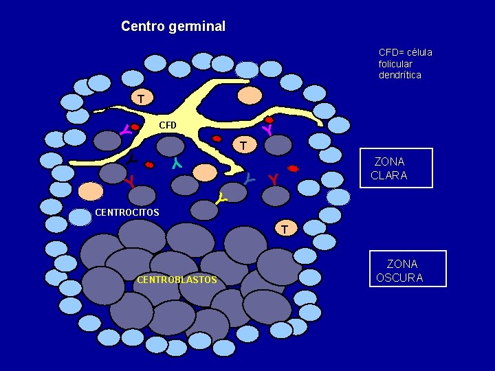 Centro germinal CFD= célula folicular dendrítica T CFD T ZONA CLARA CENTROCITOS T CENTROBLASTOS