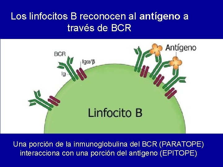 Los linfocitos B reconocen al antígeno a través de BCR Una porción de la