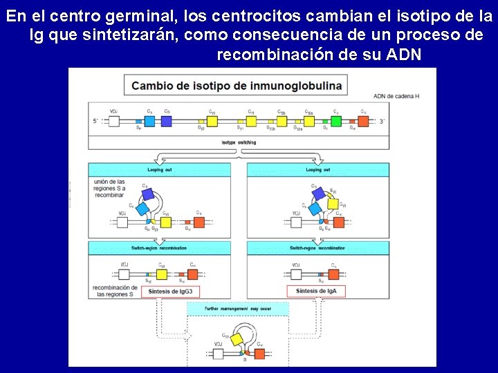 En el centro germinal, los centrocitos cambian el isotipo de la Ig que sintetizarán,