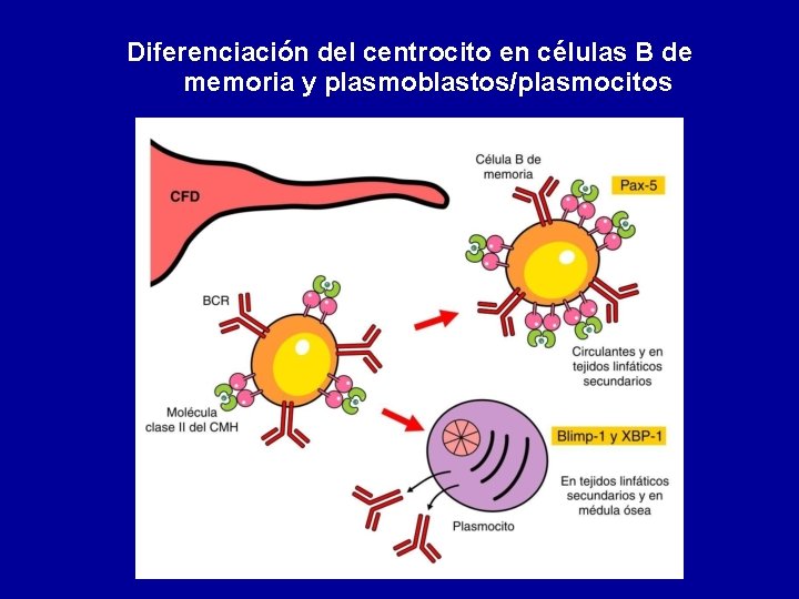 Diferenciación del centrocito en células B de memoria y plasmoblastos/plasmocitos 