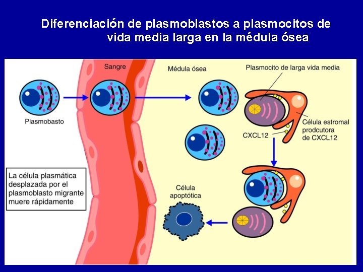 Diferenciación de plasmoblastos a plasmocitos de vida media larga en la médula ósea 