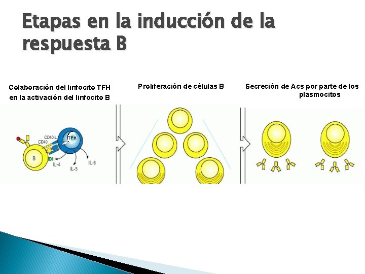 Etapas enenlala inducción la Etapas inducción de lade respuesta B Colaboración del linfocito TFH