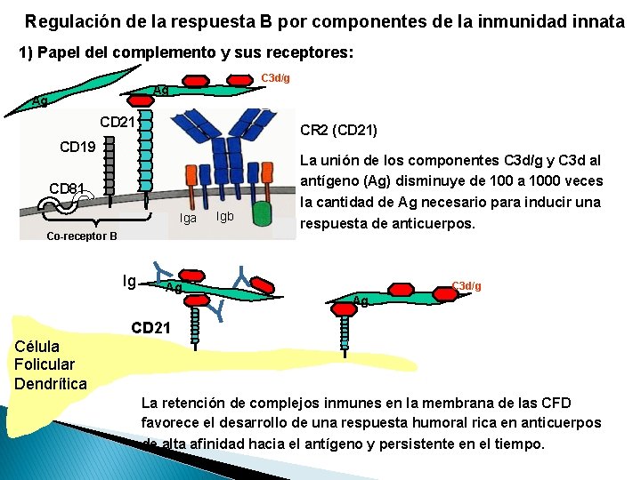Regulación de la respuesta B por componentes de la inmunidad innata 1) Papel del