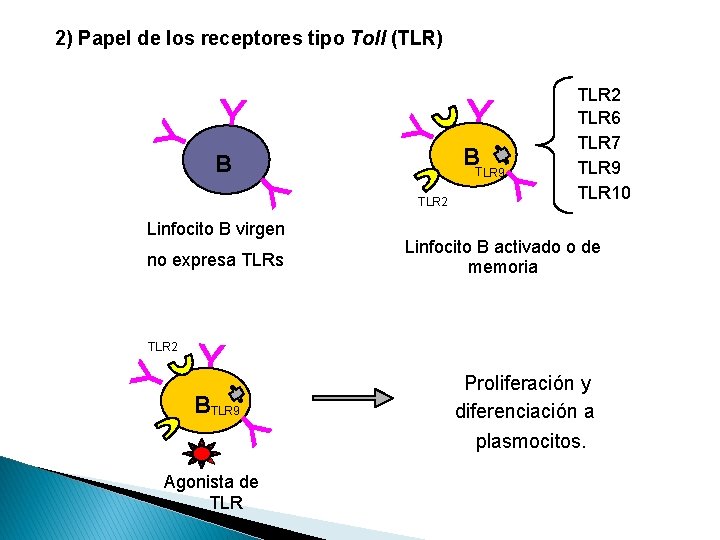 2) Papel de los receptores tipo Toll (TLR) BTLR 9 B TLR 2 Linfocito