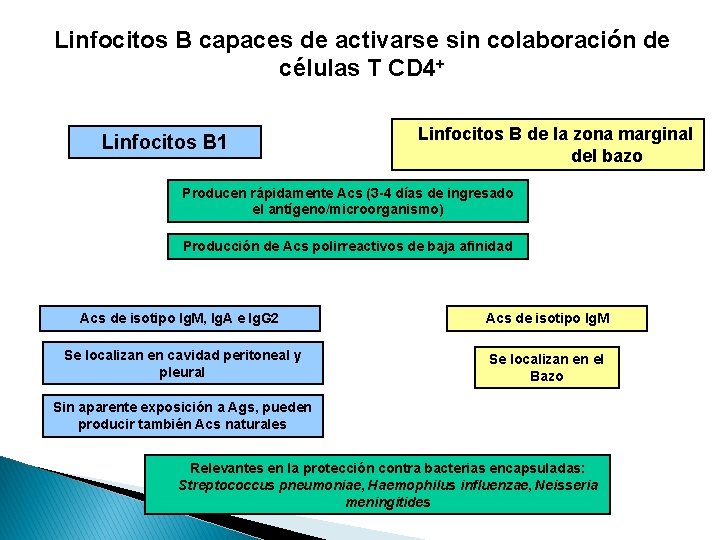 Linfocitos B capaces de activarse sin colaboración de células T CD 4+ Linfocitos B