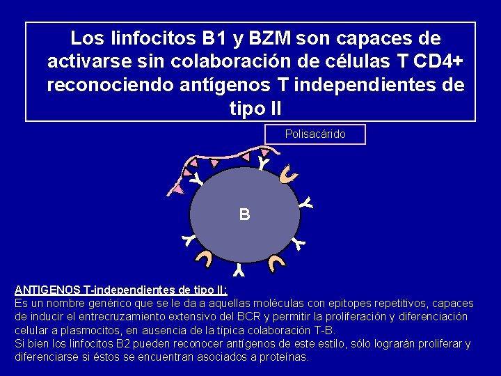 Los linfocitos B 1 y BZM son capaces de activarse sin colaboración de células