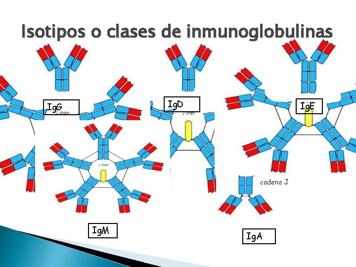 Isotipos o clases de inmunoglobulinas Ig. D Ig. G Ig. E cadena J Ig.
