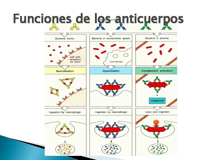 Funciones de los anticuerpos 