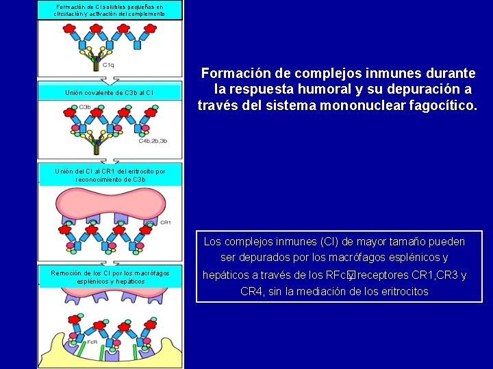 Formación de CI solubles pequeños en circulación y activación del complemento Unión covalente de