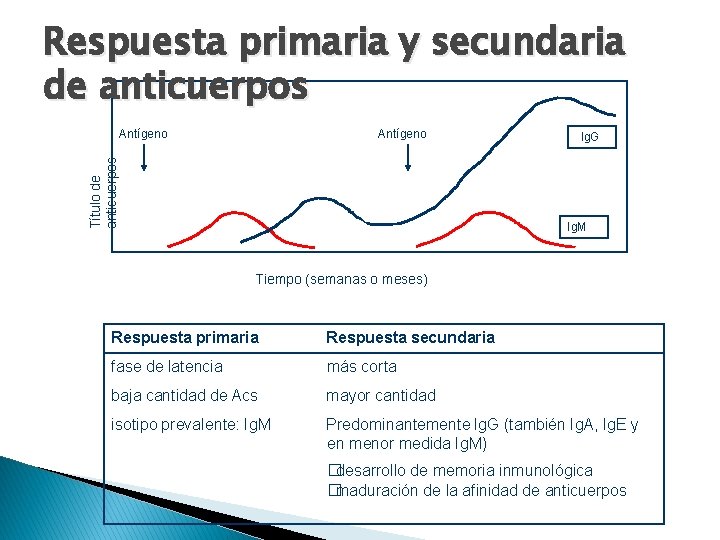 Respuesta primaria y secundaria de anticuerpos Antígeno Título de anticuerpos Antígeno Ig. G Ig.