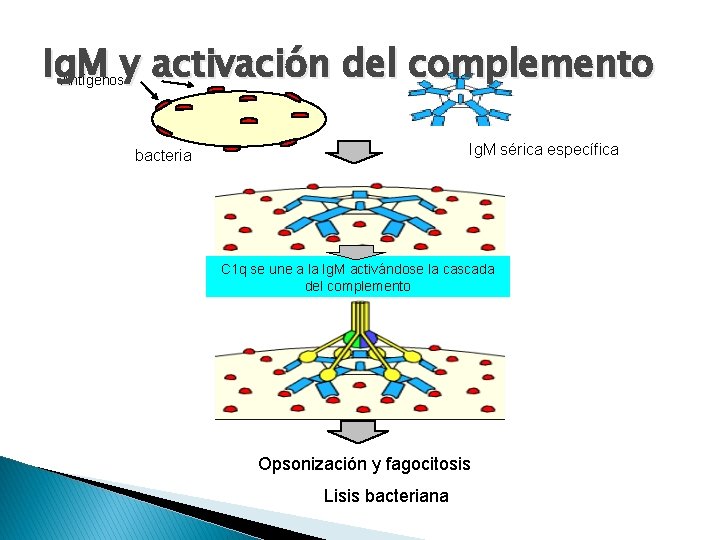 Ig. M y activación del complemento Antígenos Ig. M sérica específica bacteria C 1