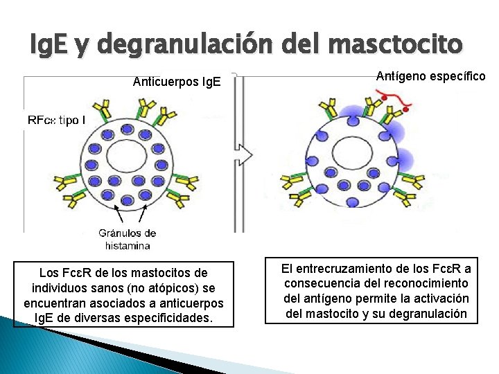 Ig. E y degranulación del masctocito Anticuerpos Ig. E Los FcɛR de los mastocitos