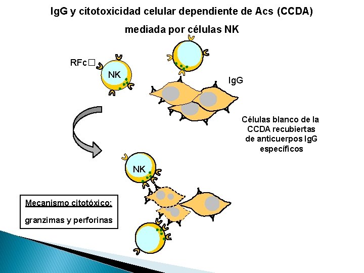 Ig. G y citotoxicidad celular dependiente de Acs (CCDA) mediada por células NK RFc�