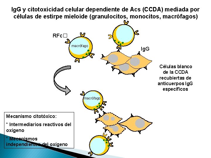 Ig. G y citotoxicidad celular dependiente de Acs (CCDA) mediada por células de estirpe
