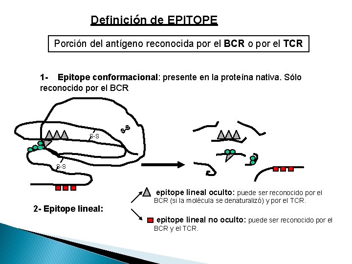 Definición de EPITOPE Porción del antígeno reconocida por el BCR o por el TCR