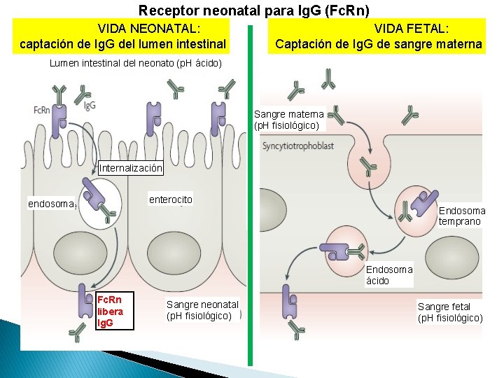 Receptor neonatal para Ig. G (Fc. Rn) VIDA NEONATAL: captación de Ig. G del