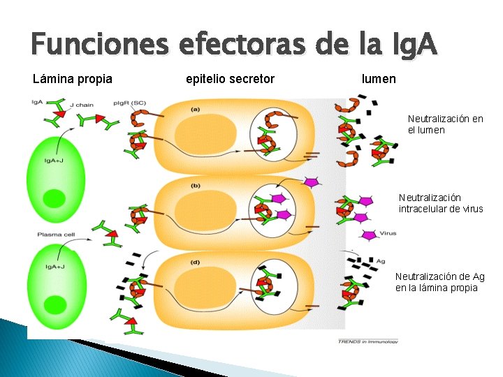 Funciones efectoras de la Ig. A Lámina propia epitelio secretor lumen Neutralización en el