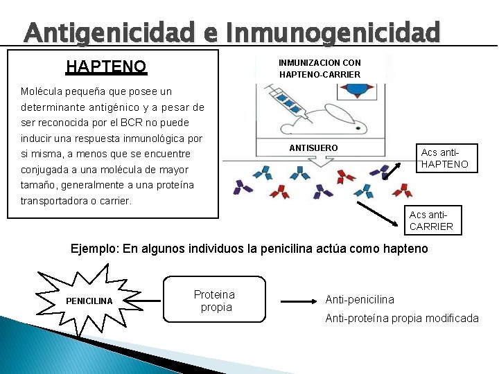 Antigenicidad e Inmunogenicidad HAPTENO INMUNIZACION CON HAPTENO-CARRIER Molécula pequeña que posee un determinante antigénico