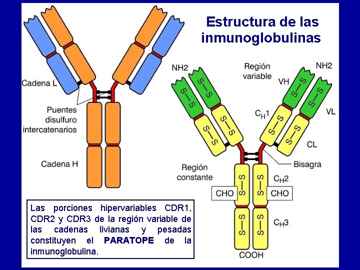 Estructura de las inmunoglobulinas Las porciones hipervariables CDR 1, CDR 2 y CDR 3