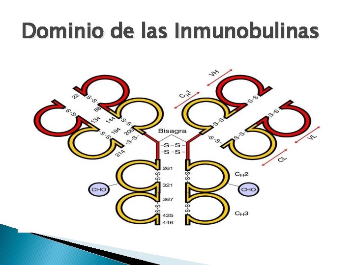 Dominio de las Inmunobulinas 