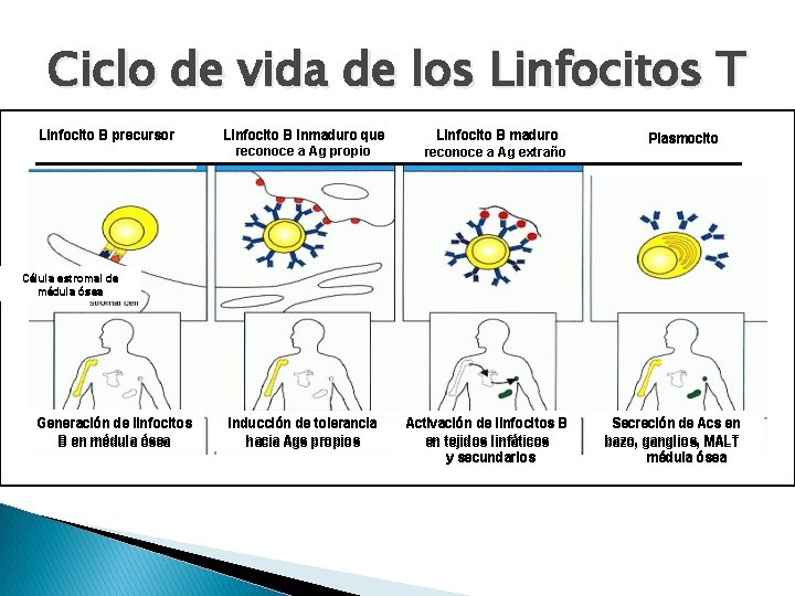 Ciclo de vida de los Linfocitos T Linfocito B precursor Linfocito B inmaduro que
