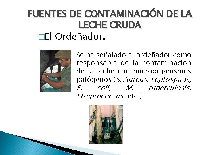 FUENTES DE CONTAMINACIÓN DE LA LECHE CRUDA �El Ordeñador. Se ha señalado al ordeñador