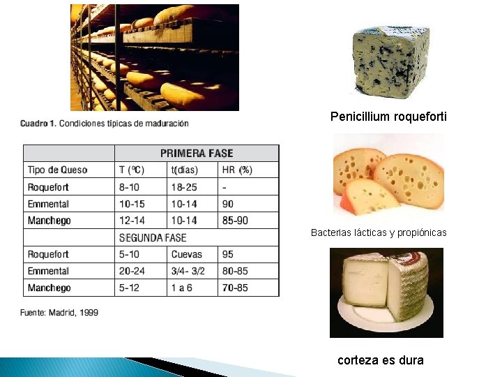 Penicillium roqueforti Bacterias lácticas y propiónicas corteza es dura 