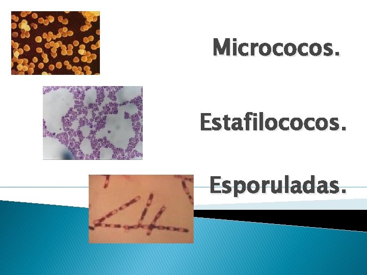 Micrococos. Estafilococos. Esporuladas. 