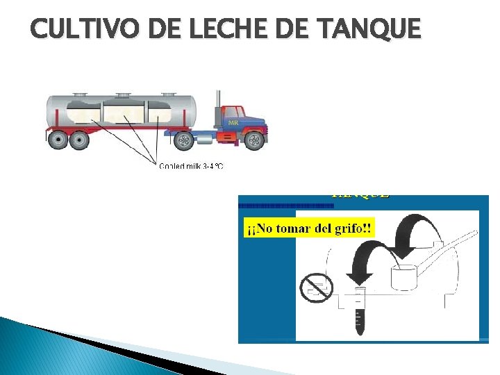 CULTIVO DE LECHE DE TANQUE 