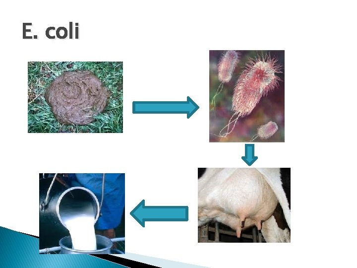 E. coli 